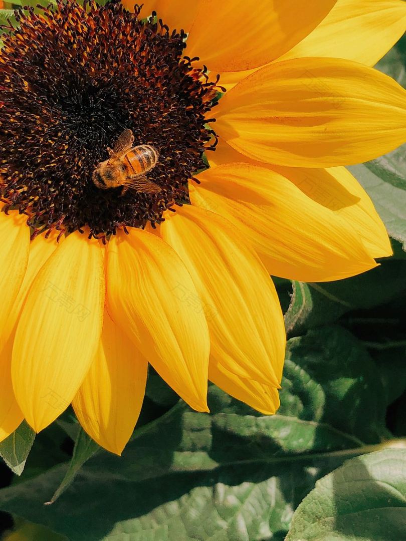 花瓣蜜蜂大黄蜂和向日葵