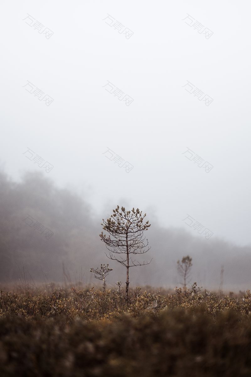 一棵树在一个雾蒙蒙的早晨生长