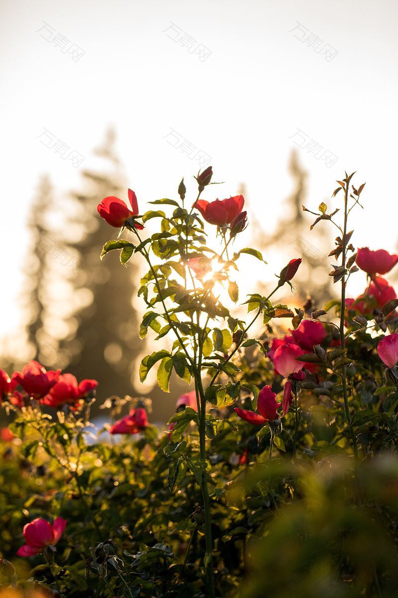 玫瑰花灌木和植物