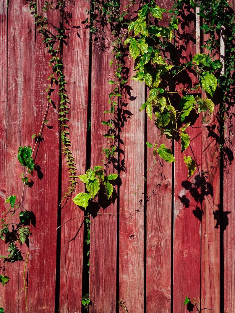 藤蔓植物墙壁和红色