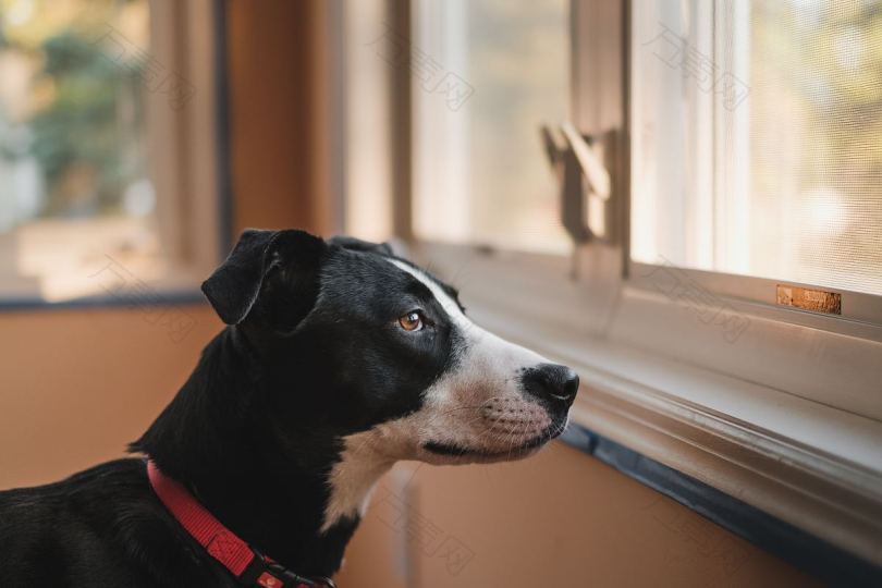 狗盯着窗外