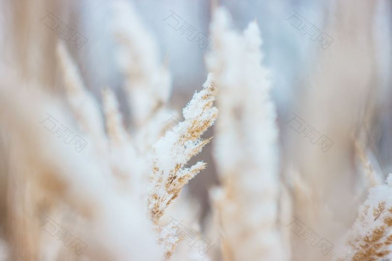 大雪覆盖的小麦
