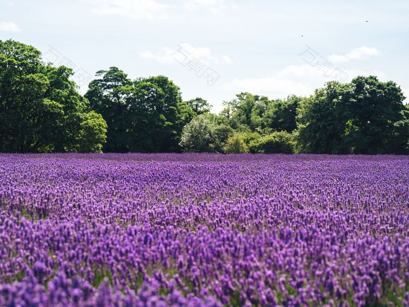 紫色背景花薰衣草