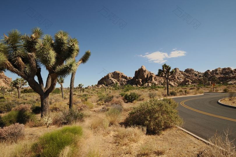 沙漠道路树木和自然