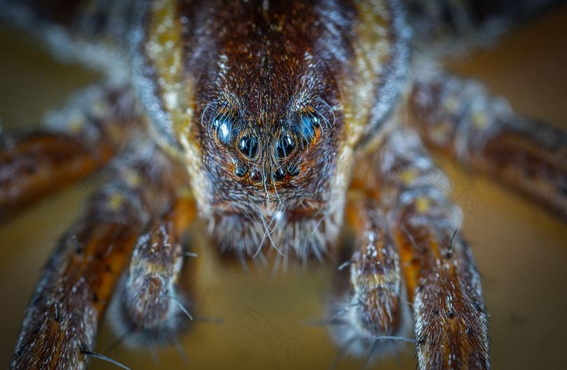 蜘蛛人像眼睛和宏高清