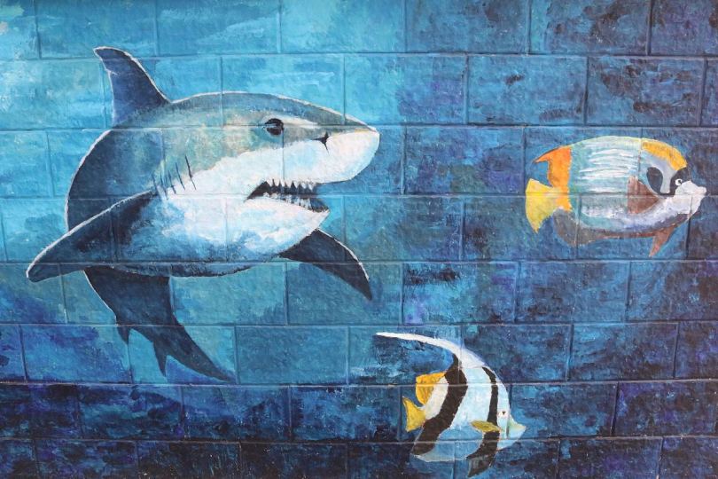 墙鱼鲨鱼和油漆