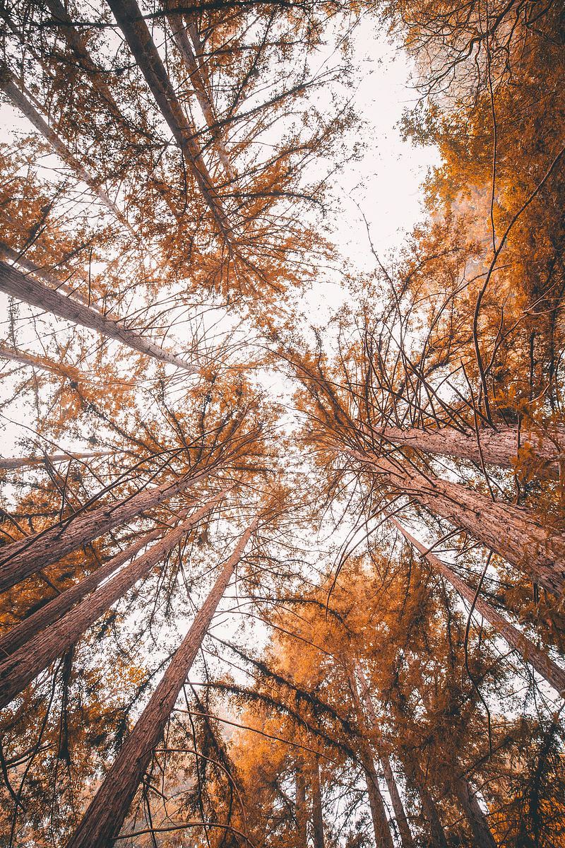 秋天树木自然与林地