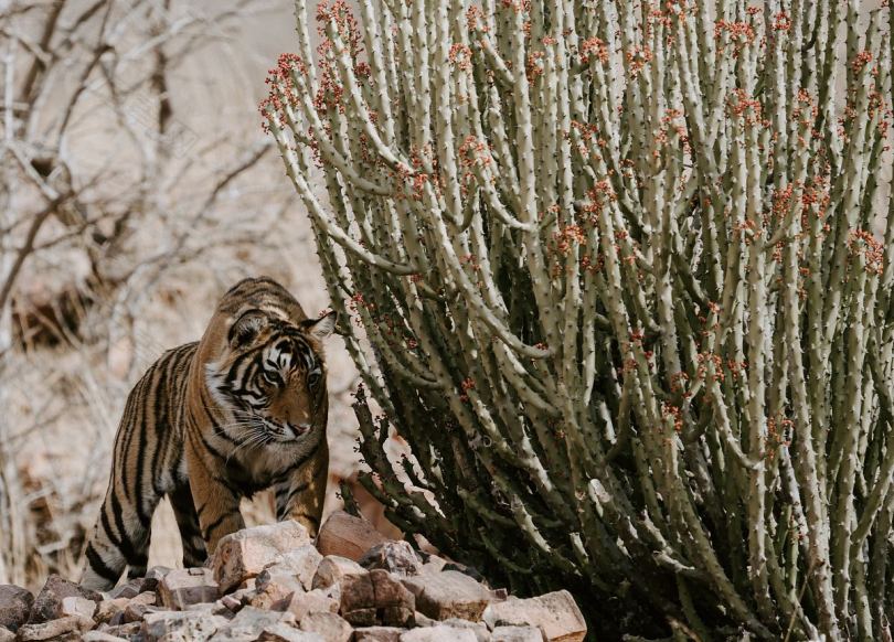 老虎在野外跟踪它的猎物