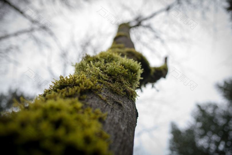 树苔绿枝