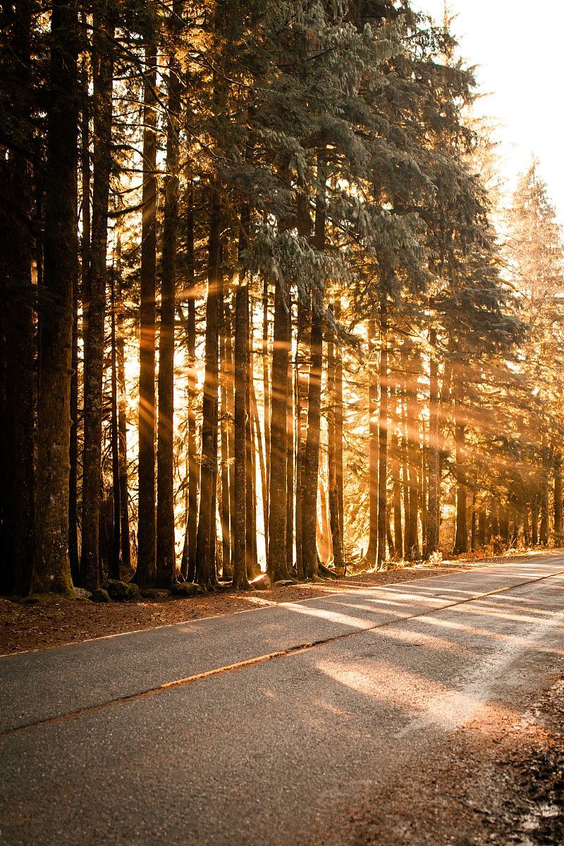 秋天阳光下的树林与道路