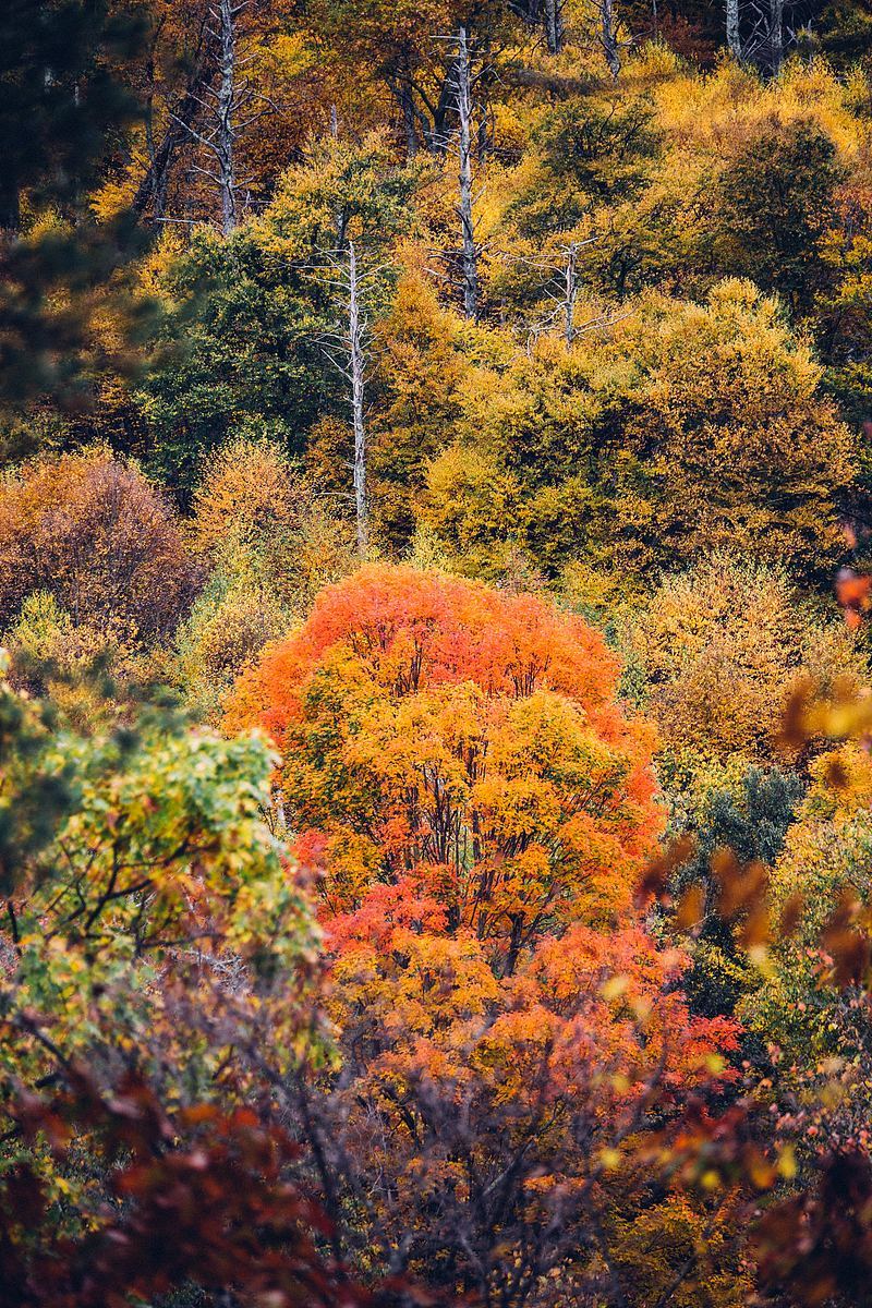 森林树木秋天和秋天