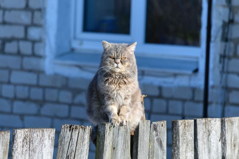 猫脾气暴躁的猫篱笆和栅栏猫