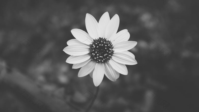 黑白相间白色花朵的顶视图