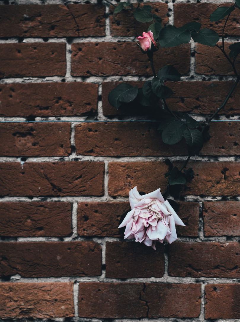 砖墙上的粉红色花