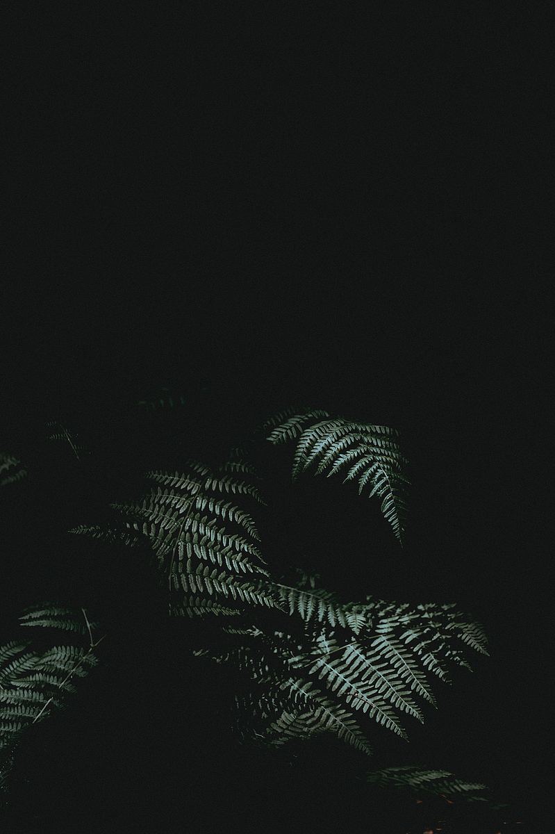 黑暗中的蕨类植物