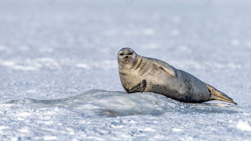 冰封斯瓦尔巴极地海豹