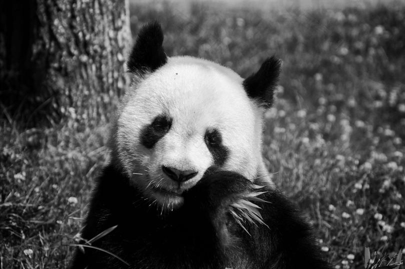 熊猫动物咀嚼和生物