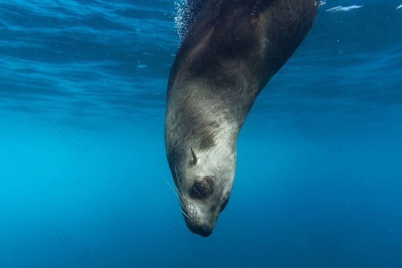 海狮潜水