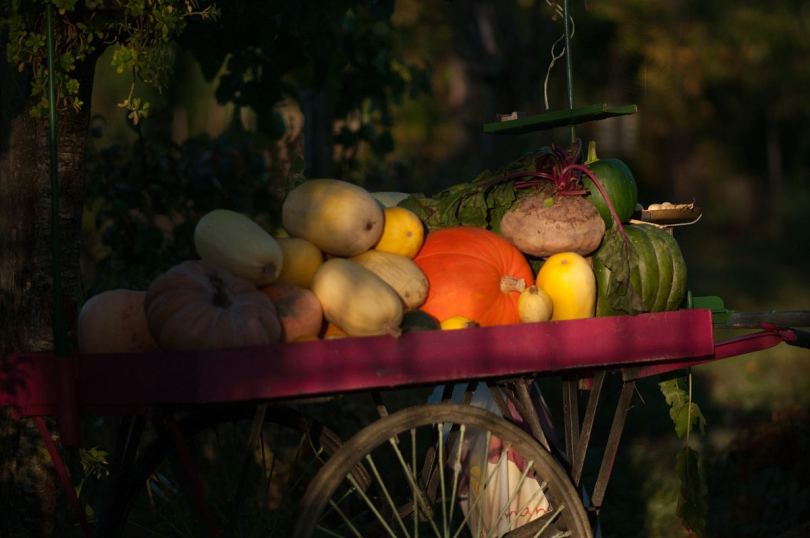 水果和蔬菜秋季丰收和感恩节