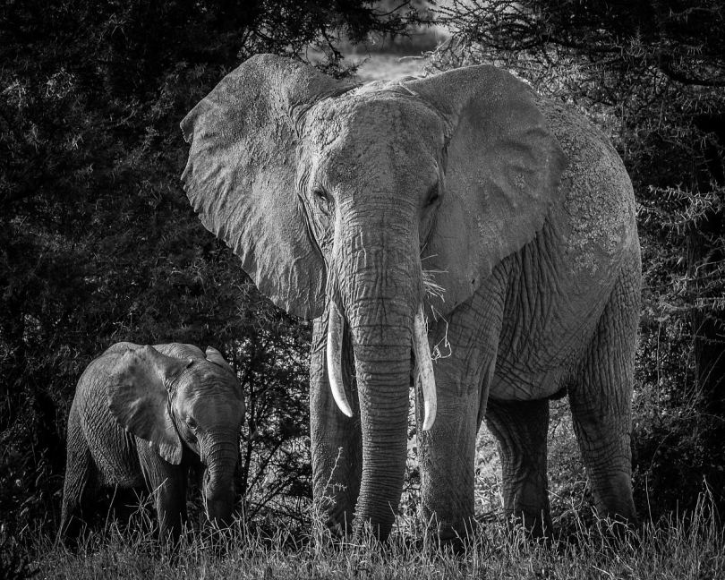 桑布鲁国家保护区的一位母亲和她的孩子