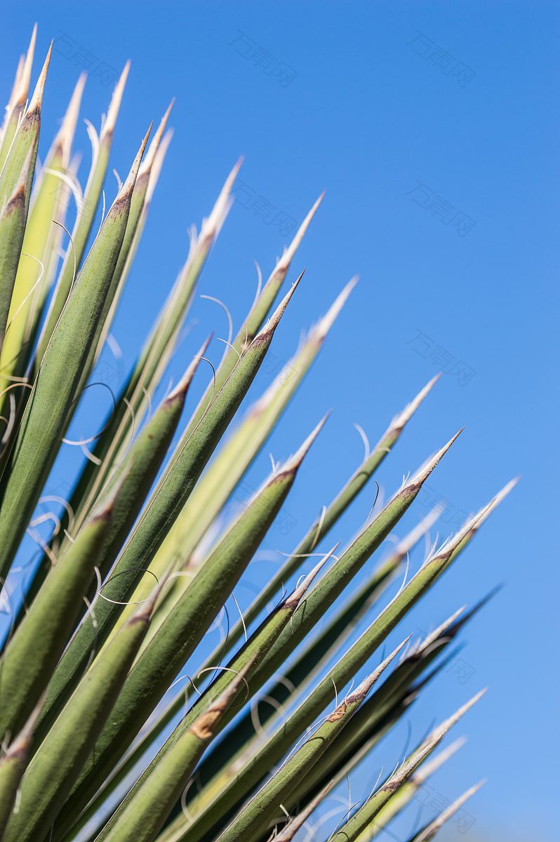 植物叶绿和叶