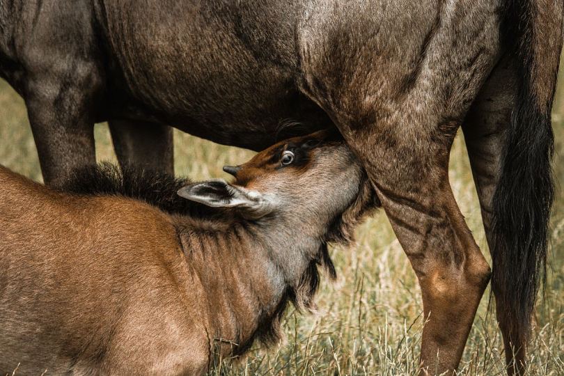 牛羚和母亲