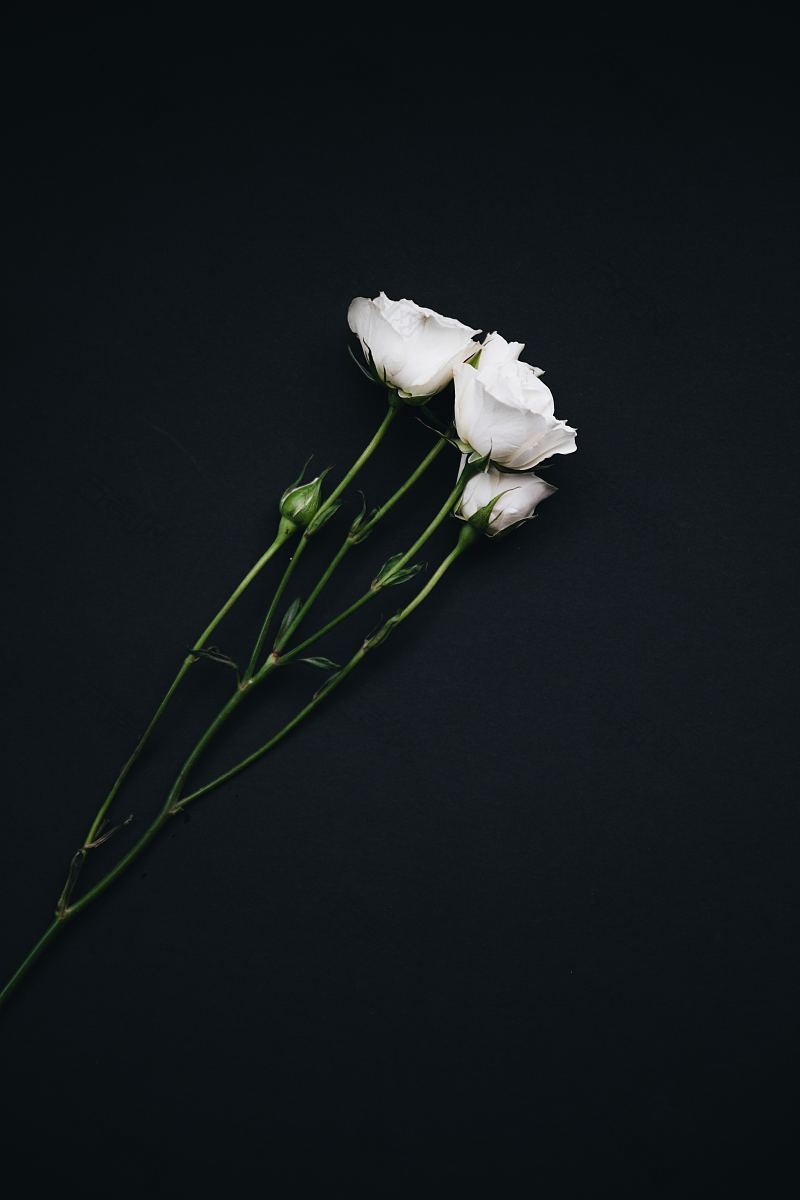 白玫瑰平纹黑色背景和花房