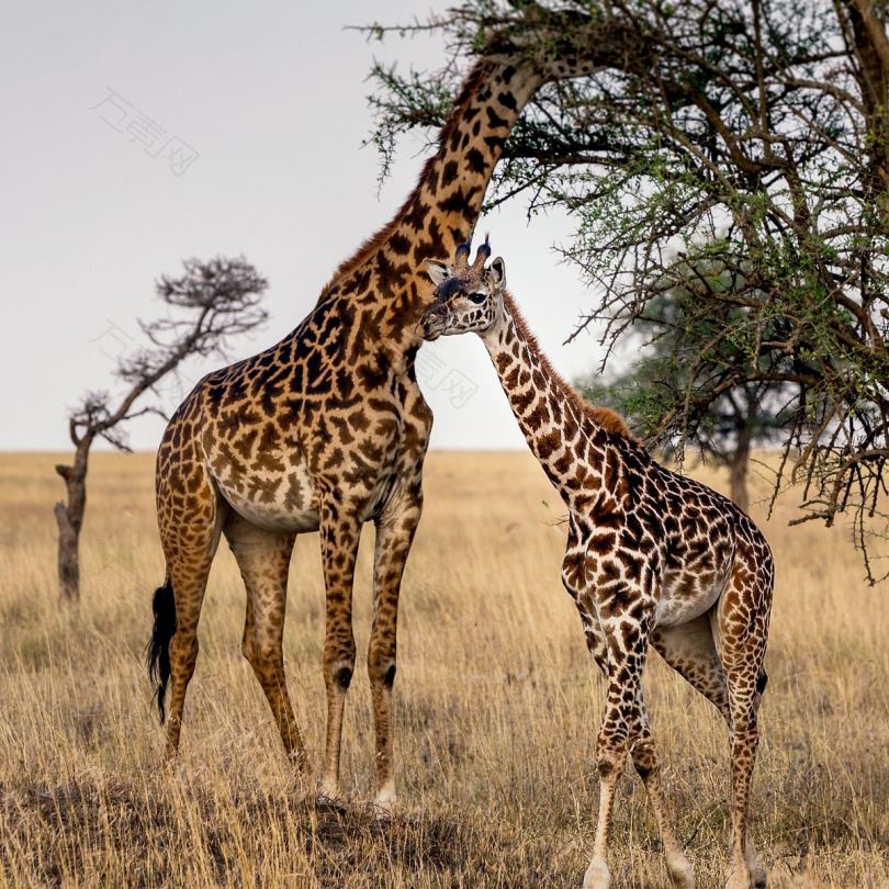 非洲婴儿长颈鹿和动物