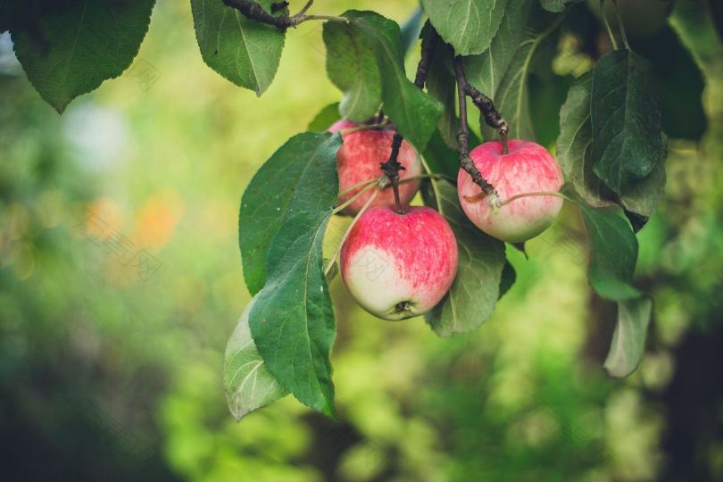 苹果水果苹果枝和成熟