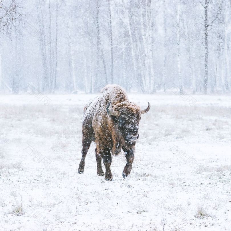 雪地里行走的动物牛