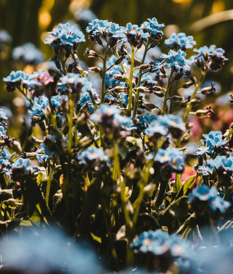 花园自然鲜花和蓝色