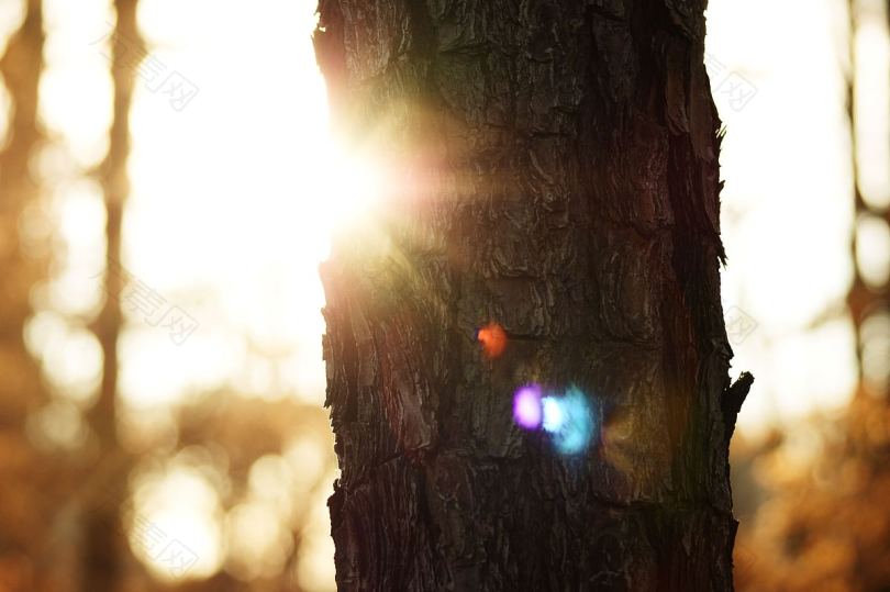 有透镜照明的树林里的树