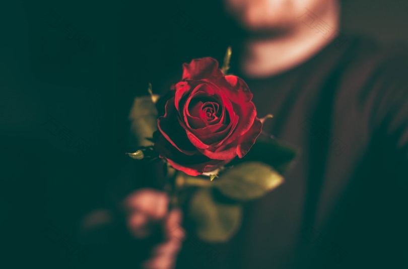 浪漫的玫瑰
