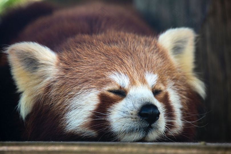 熟睡的红熊猫
