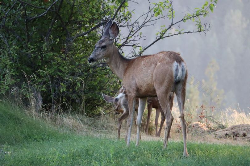 自然野生动物鹿和斑比