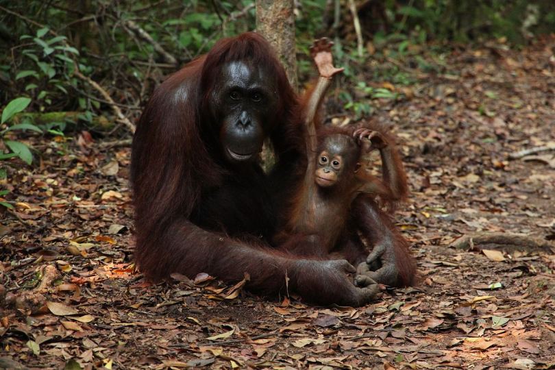 猩猩猴子婴儿和母亲