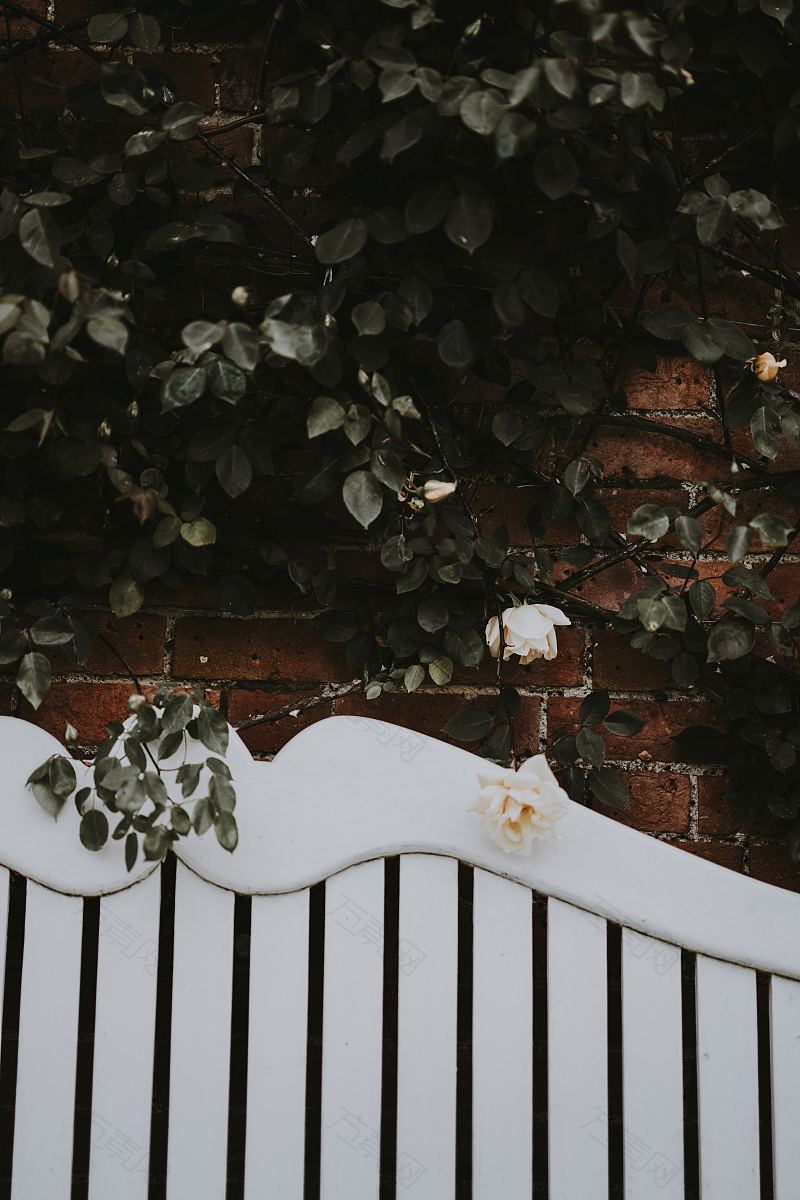淡黄色玫瑰白色长凳