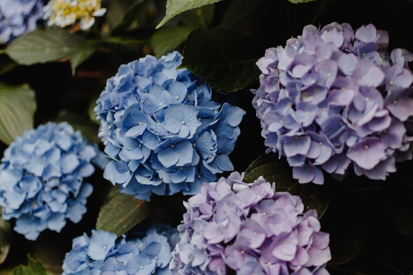 蓝紫绣球花