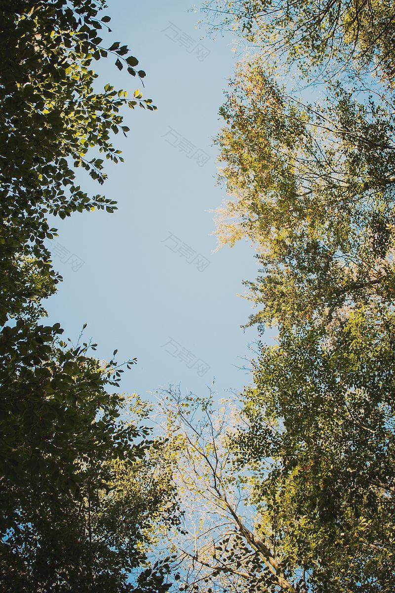 树叶和蓝天
