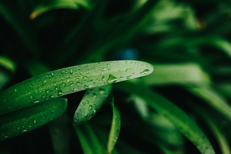 植物树叶雨水和雨水