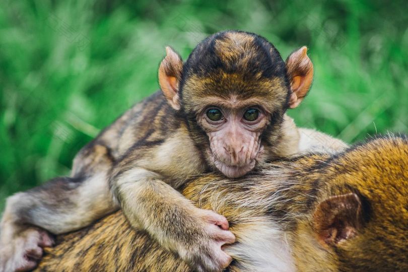 猴子猿婴儿和皮毛