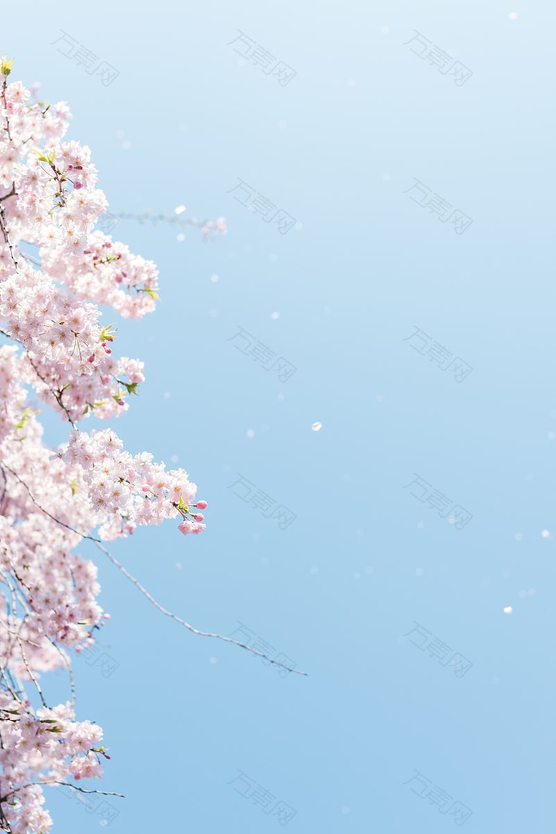 花朵最小树和蓝天