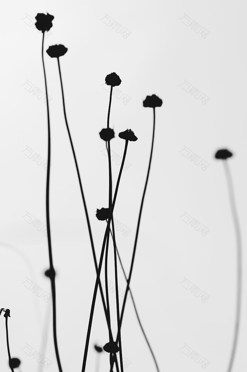 植物抽象的黑的和花的