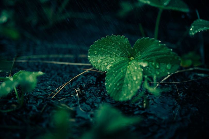 植物树叶雨滴和雨水
