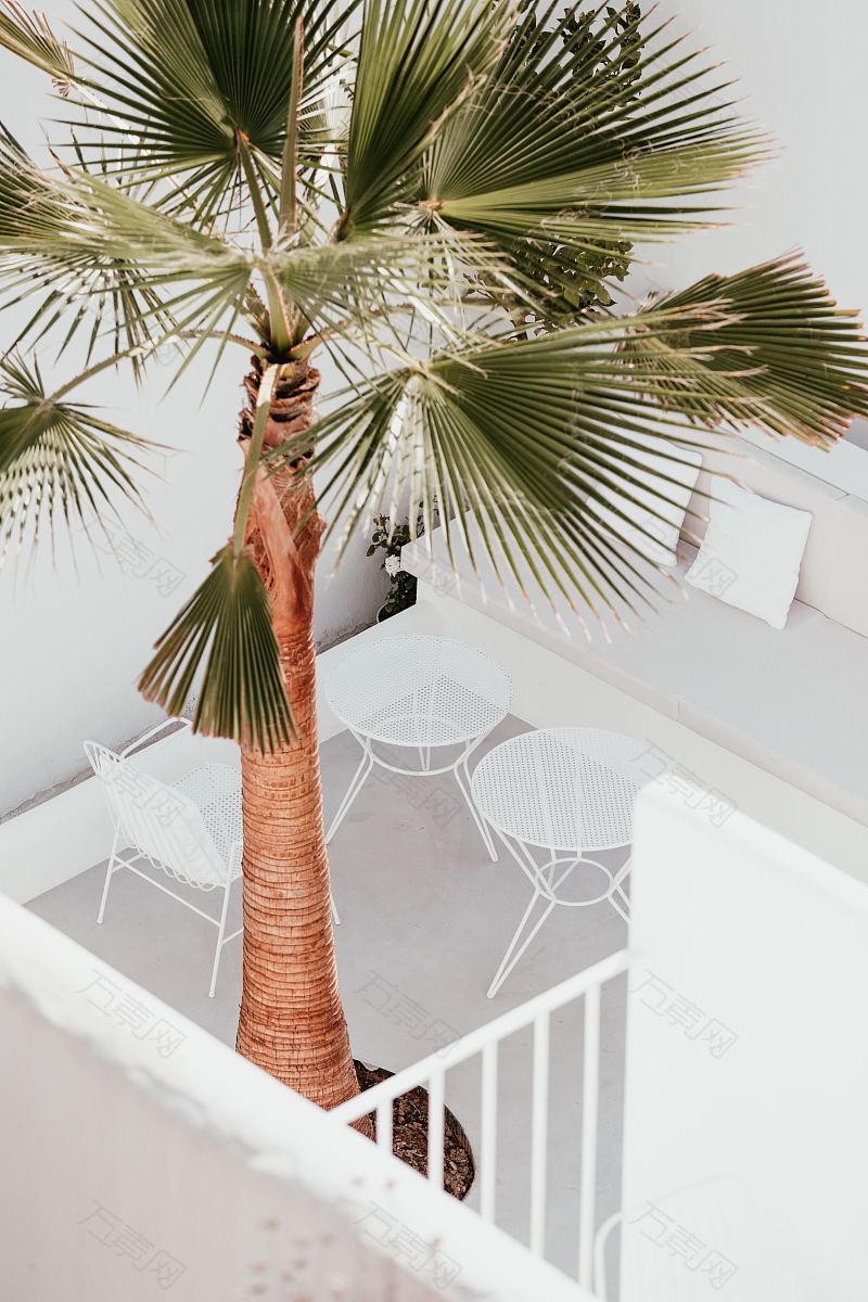 树棕榈树白色和家具