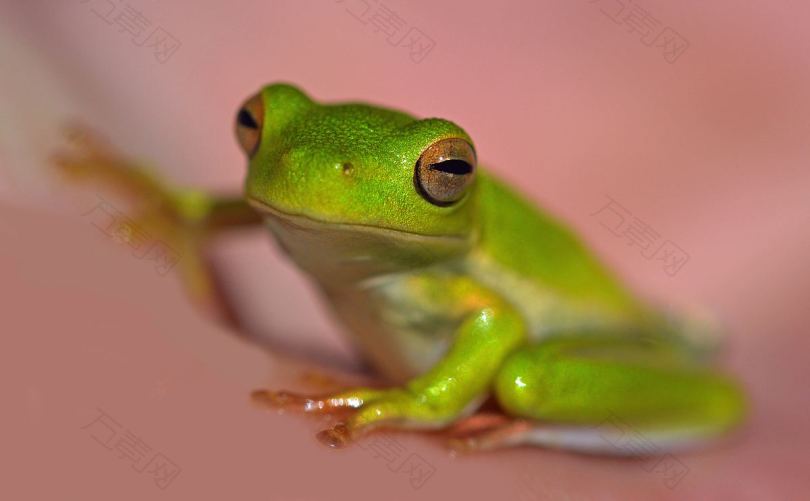 一只绿色的树蛙