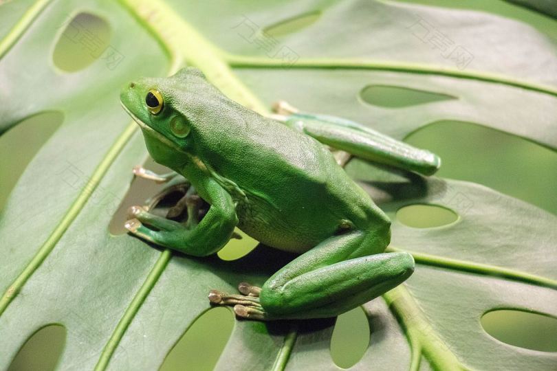青蛙绿色树叶和植物