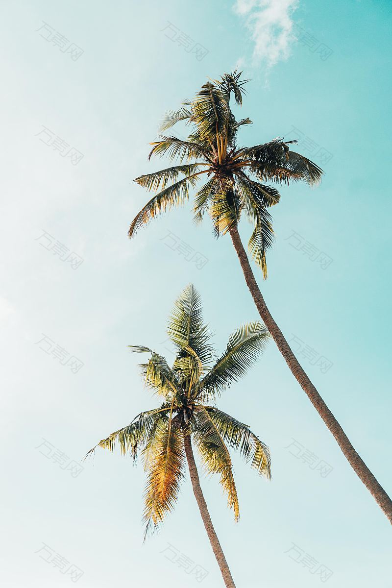 树棕榈树太阳和天空