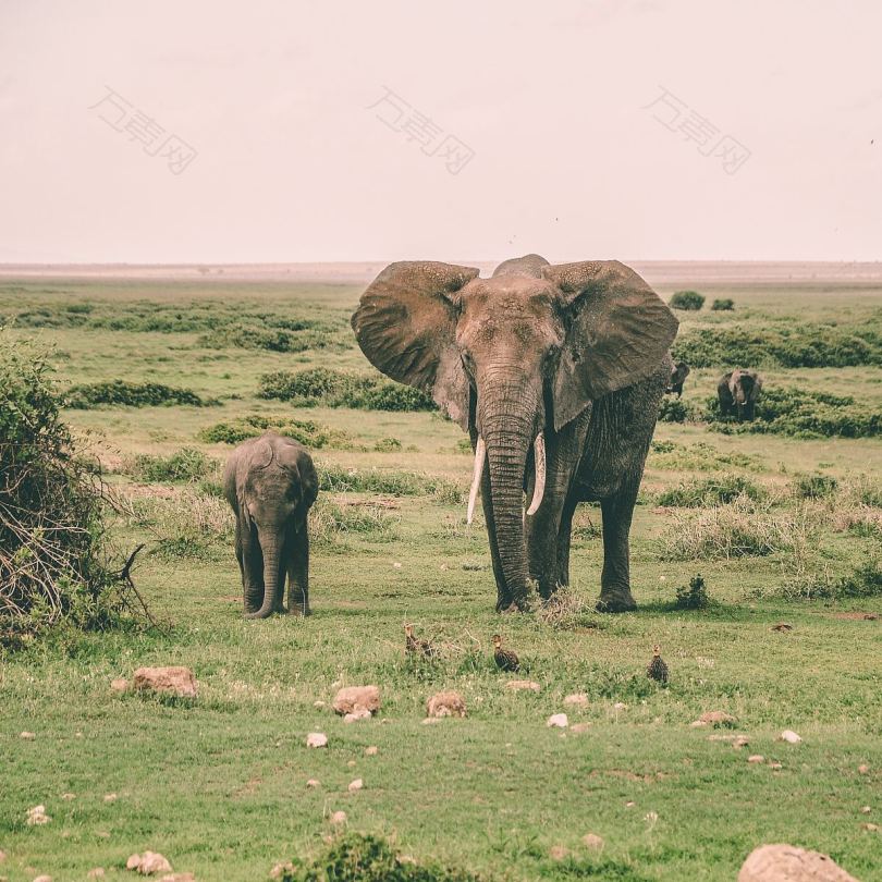 大象妈妈和小象宝宝