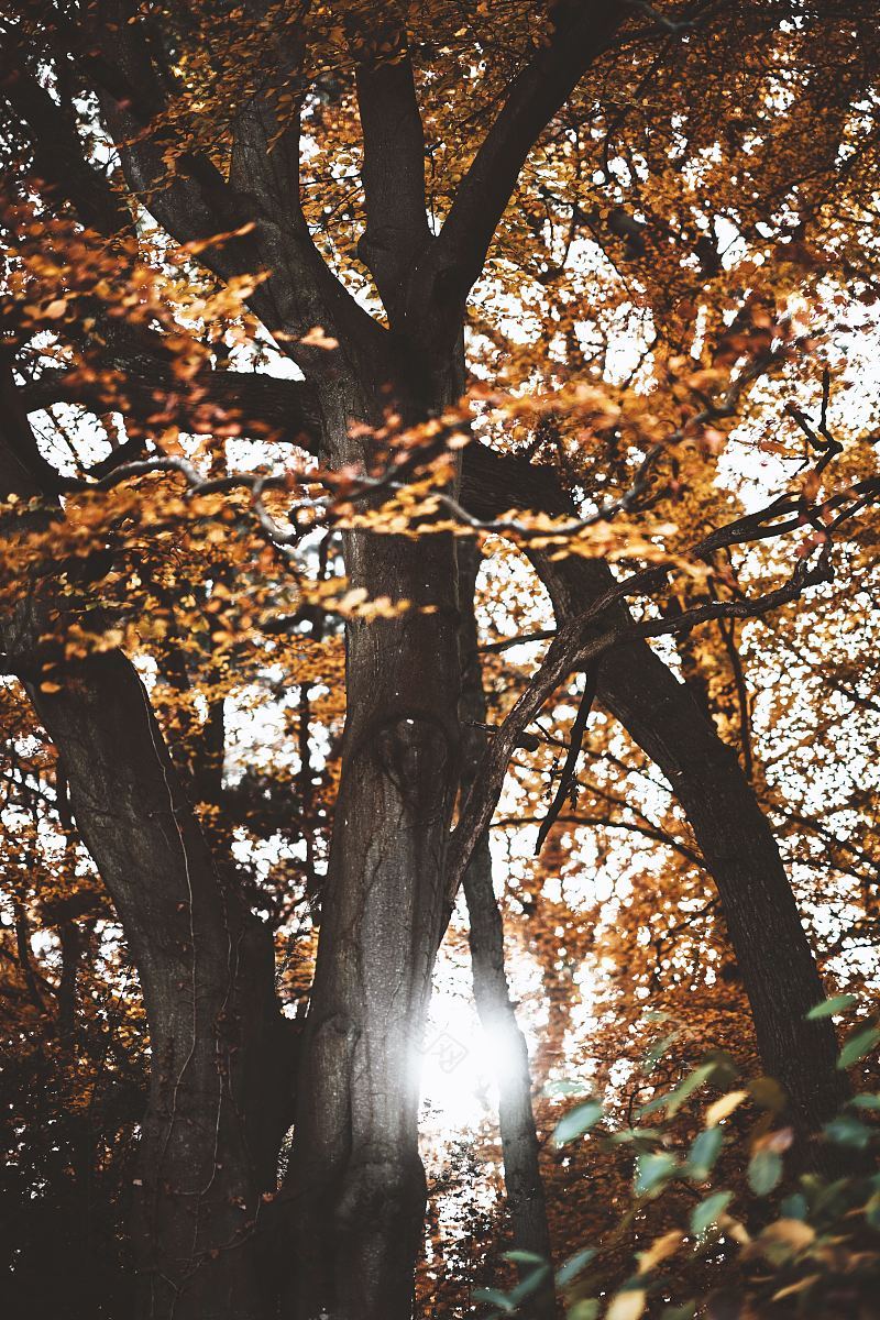 秋树上的太阳耀斑